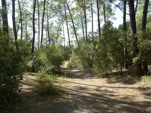 Forêt des Saumonards